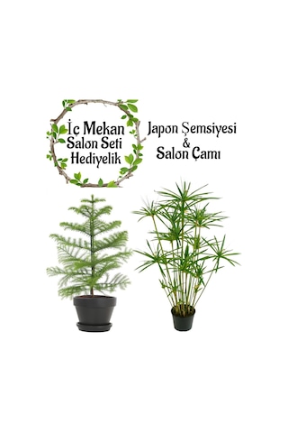Japon Şemsiyesi 40-60cm 1 Adet Saksılı+salon Çamı 30-40 Cm 1 Adet Saksılı