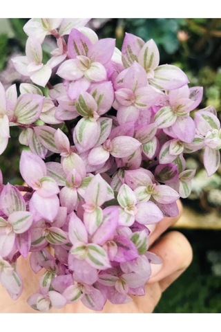 Calisia Repens Pink Lady Minik Pembe Yapraklı Telgraf Çiçeği