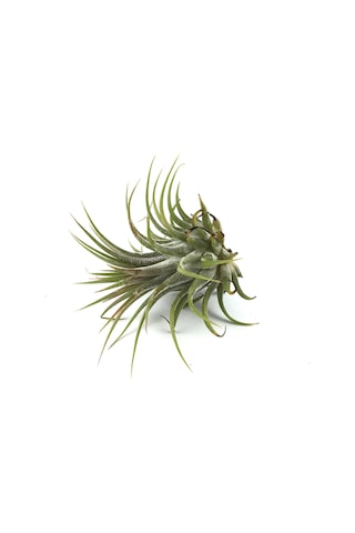 Tillandsia Harrisii (Hava Bitkisi)