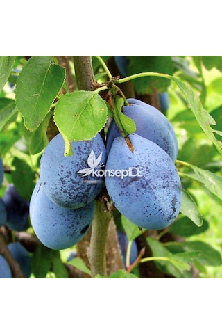 Erik Stanley Birton Fidanı