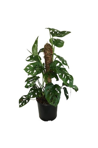 Monstera Obliqua - Sarmaşık Cins Deve Tabanı 80-100 Cm