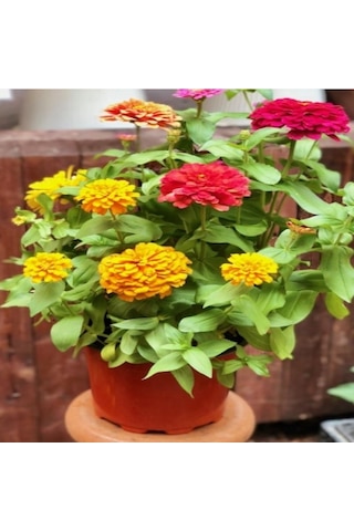 Super Yoga Elegans Golden Yellow Zinya Çiçeği Tohumu 40 Tohum