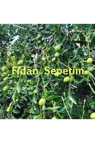 4 Yaş Ufak Meyveli Hünnap Fidanı