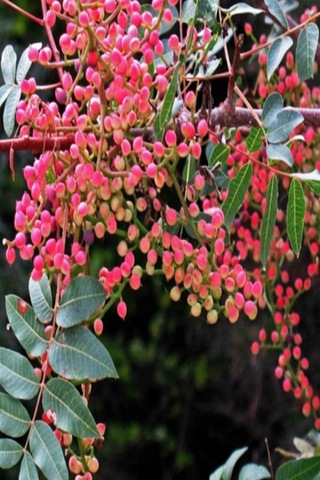 Menengiç Çitlembik Ağacı Fidanı 2 Yaş