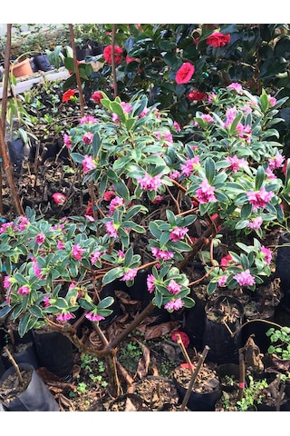 Kafkas Gülü Daphne Kokulu 20-35 Cm Tüplü