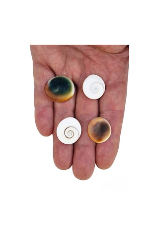 4 Adet Doğal Yılancık Taşı Operculum 435y