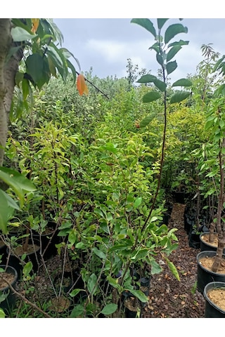 Yeşil Deniz Fidancılık Tüplü Mürdüm Erik Fidanı 100-150 Cm