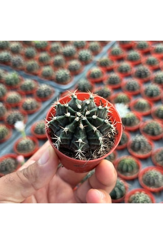 5.5 Luk Saksıda Gymnocalycium Mihanovichii Çene Kaktüsü 1 Adet