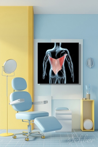 Latissimus Dorsi Kanat Kası Kaslarının 3d Tıbbi İllüstrasyonu Yatay Kanvas Tablo 3512