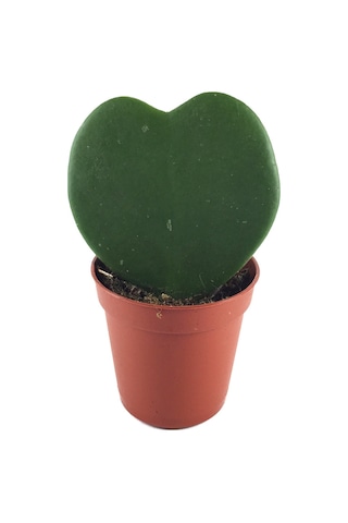 Hoya Kerrii (Mum Çiçeği) Ø5,5 CM Y0-10 CM