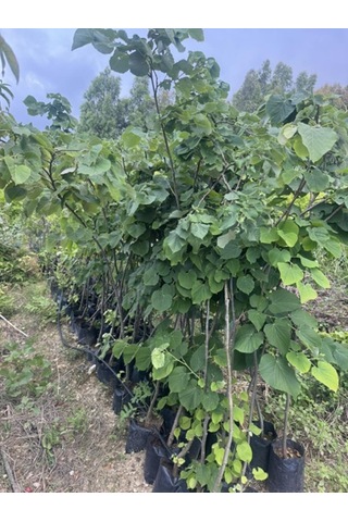Tüplü 4 Yaş Geniş Yapraklı Ihlamur Tilia Platyphyllos B0y 180-200cm