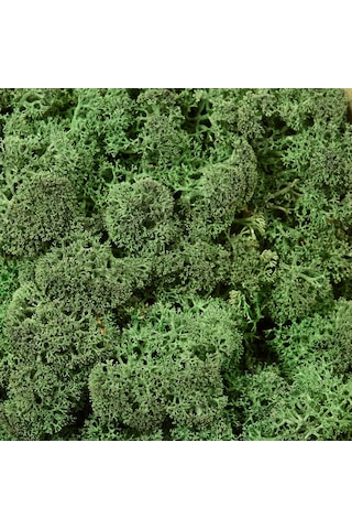 Reindeer Moss Dark Şoklanmış Norveç Yosunu 250gr
