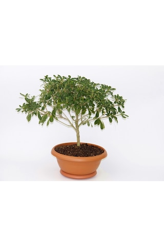 Bonsai Yıldız Çalısı Pitosporum Ev / Ofis Bitkisi