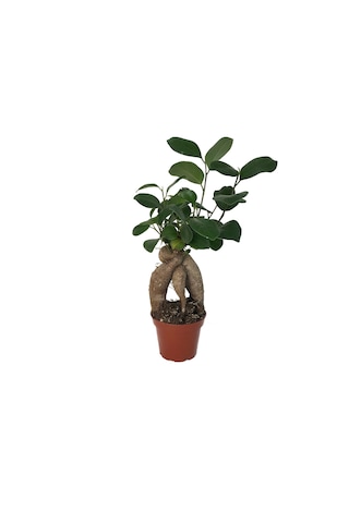 Ficus Bonsai - Ev ve Ofis Bitkisi N11.75