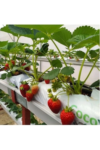 Çilek Cocopeati Torba Cocopeat Çilek Kokopiti 20 Adet