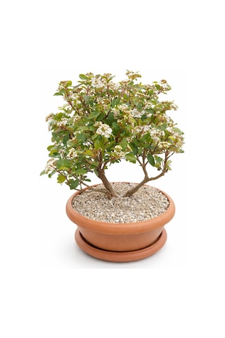 Bonsai Tinus Kartopu - Çiçek Açan Bonsai 7 Yaşında