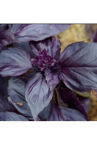 Red Basil Boza Kırmızı Tatlı Fesleğen Tohumu 100 Tohum
