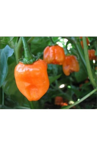Çok Acı Habanero Biberi Tohumu 5 Adet Tohum Biber Tohumu