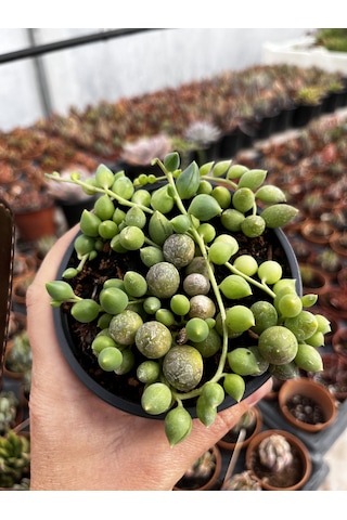 Senecio Rowleyanus-boncuk Sukulent-tesbih Sukulent 1 Adet