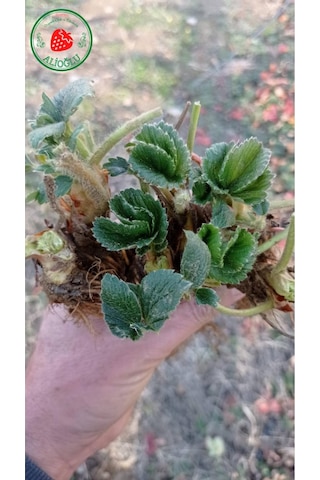 10 Adet Osmanlı Çilek Fidesi Açık Kök ve Taze Söküm (Frigo)