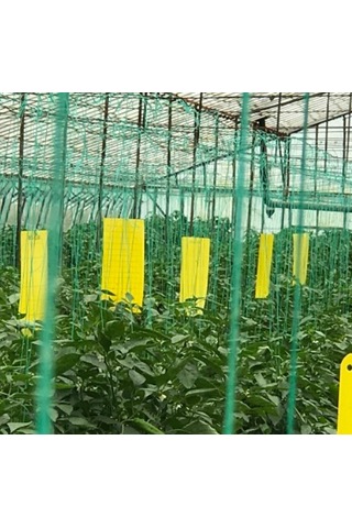 Sarı Yapışkan Levha Tuzak 25 40