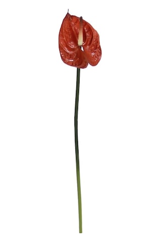 Yapay Antoryum Çiçeği Canlı Dokunuş Kahverengi 40 Cm-9976