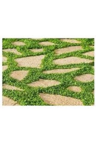 Akademi Tohum 1 KG Fare Kulağı Dıchondra Repens Çim Tohumu