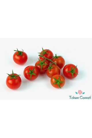 Çeri Pinpon Domates Tohumu 50 Tohum