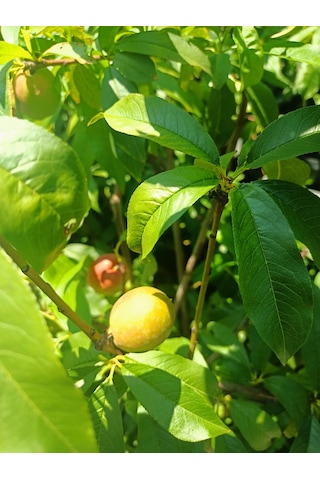 Yeşil Deniz Fidancılık Sweet Lady Nektarin Fidanı 70-120 Cm