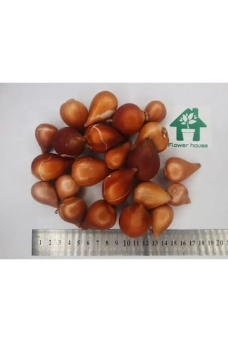 Flower House Mıx 10 Adet Lale Soğanı 162970124