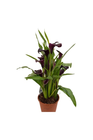 Gala Gelin Çiçeği Bordo 15-25 Cm