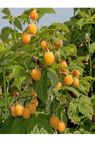 Ahududu Dikensiz Pembe+kırmızı Adet