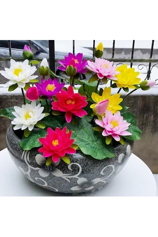 5 Adet Tohum Karışık Renkli Kase Lotus Çiçek Tohumu Organik Tohum