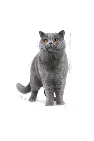 Royal Canin British Shorthair Yetişkin Kedi Maması 10 KG