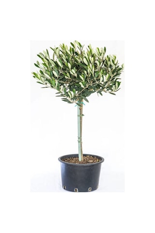 Videolu Gemlik Zeytin Fidanı Fidesi 80-190 Cm Tüplü Aşılı Güller Olive Tree Sapling