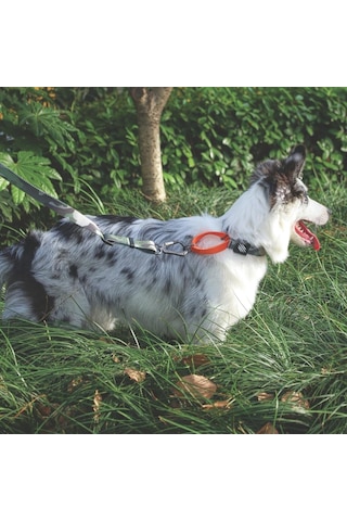 M-pets Wıld Jungle Collar M Genel