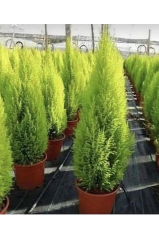 Limon Çamı Limoni Servi Fidanı 2 Yaşında 30-35 Cm