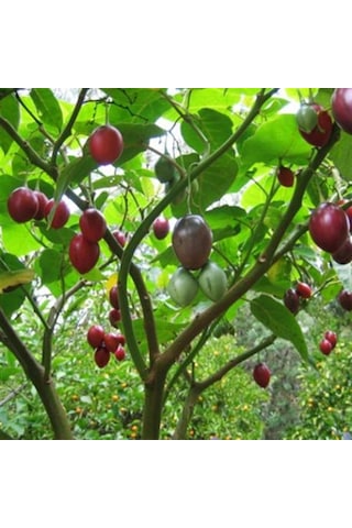 Tamarillo Domates Ağacı 100-150 Cm Meyve Verme Durumunda