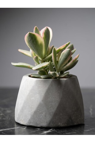 Tr Zevli Ateliera El Yapımı Beton Saksı + Canlı Sukulent & Kaktüs Koleksiyonu Gri Geo Saksılı Rainbow Jade Pa