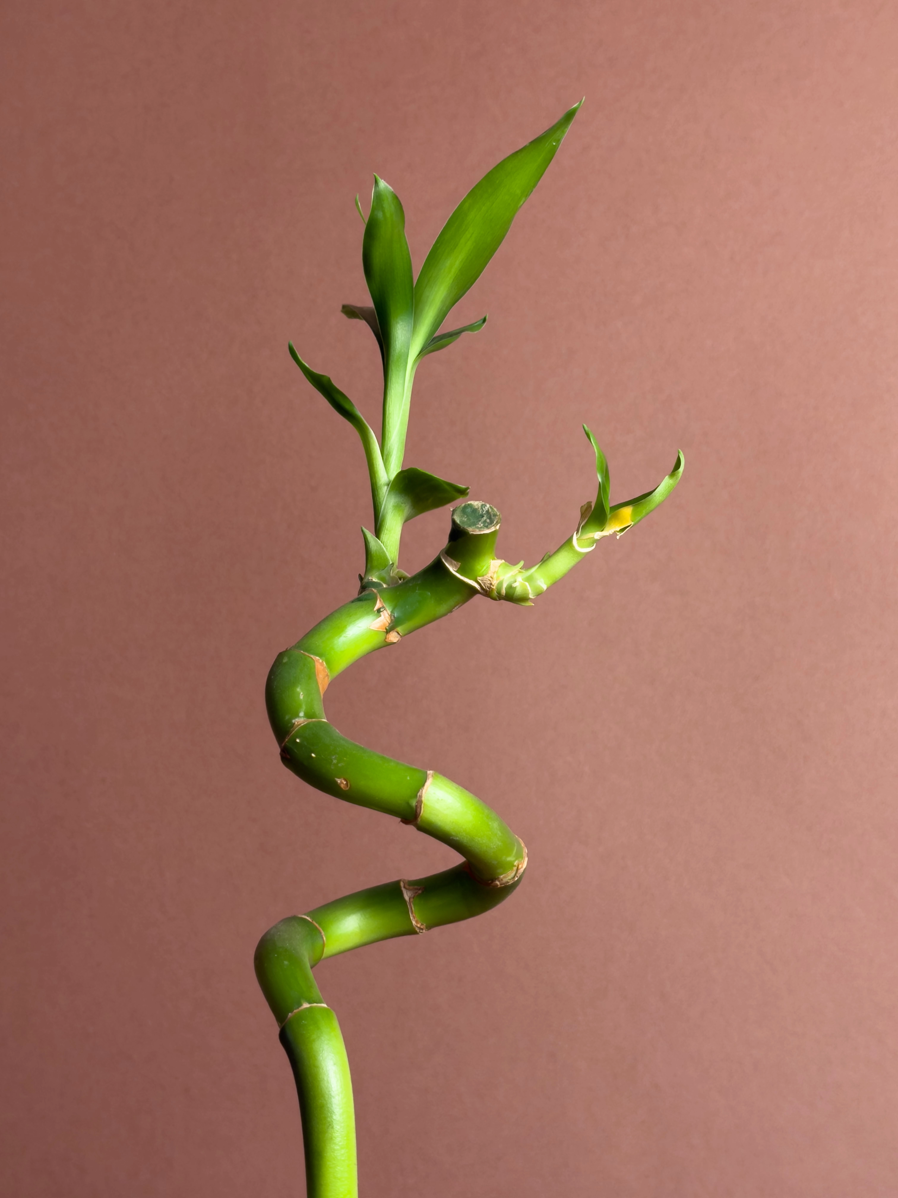Şans Bambusu Dracaena Sanderiana 60 Cm Spiral Form Tek Gövde