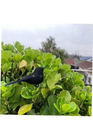 Neevoyu 6 Adet Siyah Tüylü Taklit Kargalar - Halloween Parti Dekorasyonu, İç/diş Mekan Dekoratif Figürler