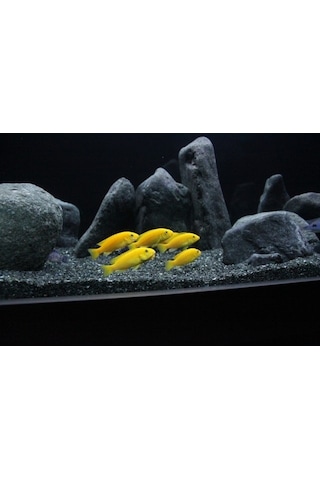 Kanki Pet Akvaryum Kumu 1 KG Bazalt 1-2 MM