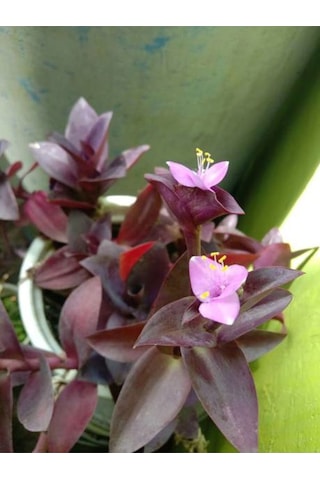 Videolu Mor Telgraf Çiçeği-kara Sevda 1 Adet Saksılı 15-30cm Iç Mekan Bitkisi Tradescantia Pallida