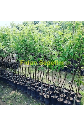 3 Yaş Aşılı Scarlet Spur Elma Fidanı