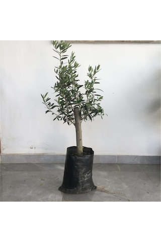 Zeytin Fidanı Gemlik Zeytin Fidanı Gemlik