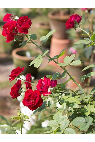Videolu 1 Adet Kırmızı Gül Fidesi 10-15cm Saksılı\tüplü Red Rose Sapling