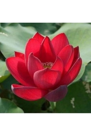 10 Adet Kırmızı Lotus Tohumu Nilüfer Tohumu