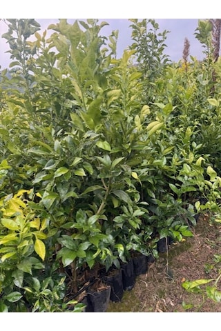 3 Yaş Yafa Portakal Boy 150-170 Cm