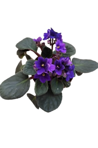 2 Adet İthal Menekşe Mor Renk