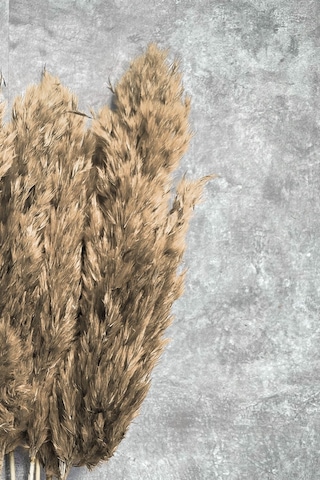 Şoklanmış Naturel Renkli Pampas Demeti 10 Dal